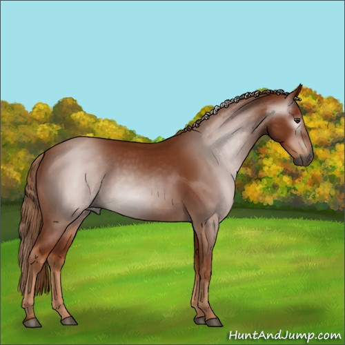 Horse Color:Gray Chestnut 