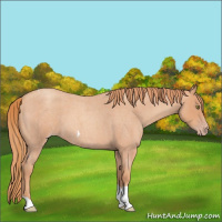 Horse Color:Gold Champagne Roan Tobiano 