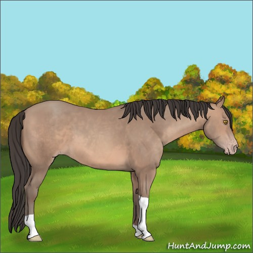 Horse Color:Sable Champagne Tobiano