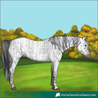 Horse Color:Blue Ice Roan and Gray Blue Ice Roan