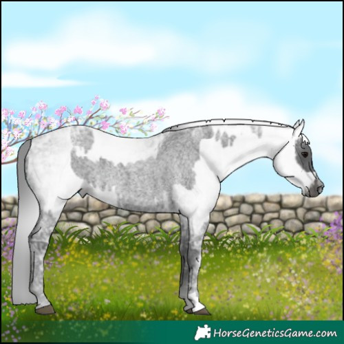 Horse Color:Blue Ice Roan  and Gray Blue Ice Roan 