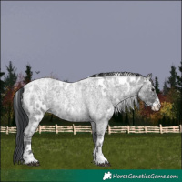 Horse Color:Powder White Blue Ice Roan Near Leopard  and Powder White Blue Ice Roan 