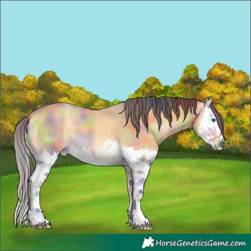 Horse Color:Nacre Buckskin Roan Onyx Splash
