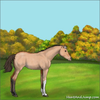 Horse Color:Bay Roan Dun Tobiano