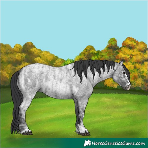 Horse Color:Blue Ice Roan  and Blue Ice Roan 