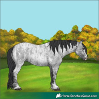 Horse Color:Blue Ice Roan  and Blue Ice Roan 