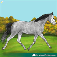 Horse Color:Blue Ice Roan  and Blue Ice Roan Splash 