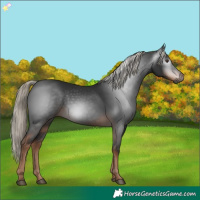 Horse Color:Gray White Spotted Liver Chestnut 
