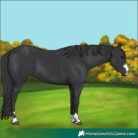 Horse Color:Black 