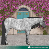 Horse Color:Blue Ice Roan  and Blue Ice Roan 