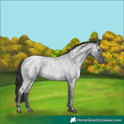 Horse Color:Blue Ice Roan and Blue Ice Roan
