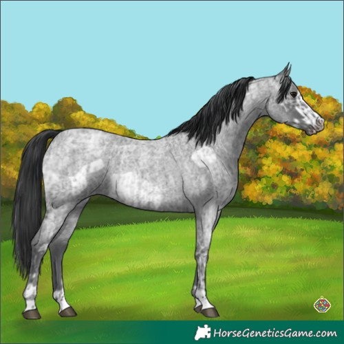 Horse Color:Blue Ice Roan  and Blue Ice Roan Frame 