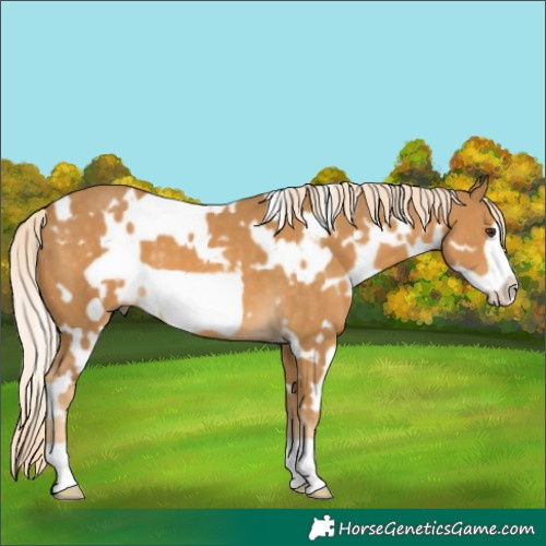 Horse Color:White Spotted Palomino Frame 
