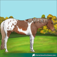 Horse Color:Chestnut Tobiano Appaloosa 