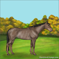 Horse Color:Liver Red Dun Rabicano 
