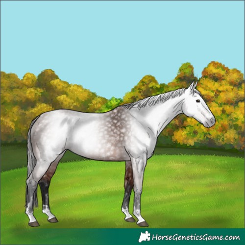 Horse Color:Gray Bay 