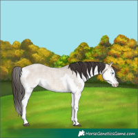 Horse Color:Bay Roan Dun Splash