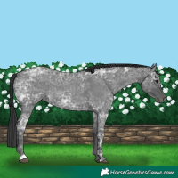 Horse Color:Blue Ice Roan  and Blue Ice Roan 