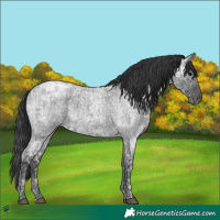 Horse Color:Blue Ice Roan  and Blue Ice Roan 