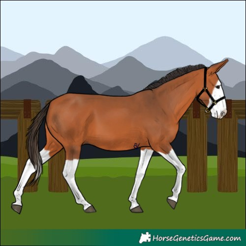 Horse Color:Bay Splash 