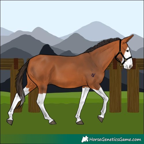 Horse Color:Bay Splash 