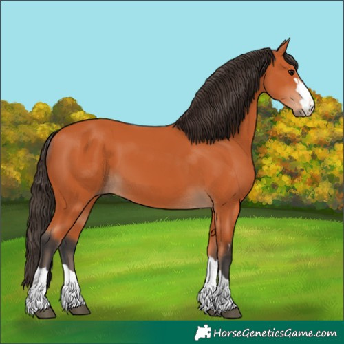 Horse Color:Bay 