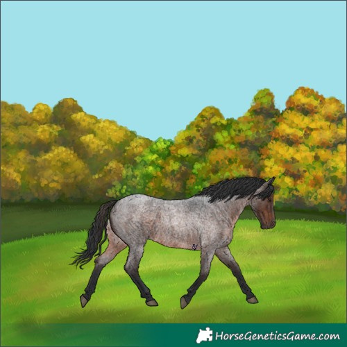 Horse Color:Brown Roan Rabicano 