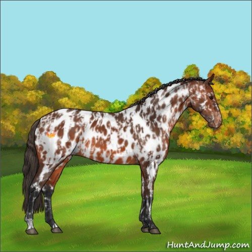 Horse Color:Bay Near Leopard  and Bay Near Leopard Rabicano 