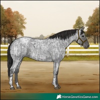 Horse Color:Blue Ice Roan  and Smoky Blue Ice Roan 