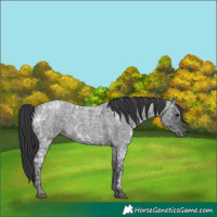 Horse Color:Blue Ice Roan and Blue Ice Roan