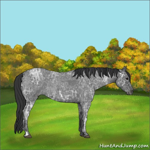 Horse Color:Blue Ice Roan  and Blue Ice Roan 