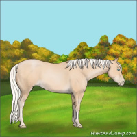 Horse Color:Silver Buckskin Pearl 