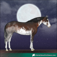 Horse Color:White Spotted Brown 