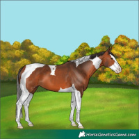 Horse Color:Bay Splash Tobiano