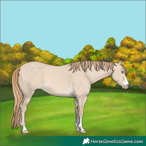 Horse Color:Perlino Dun