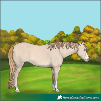 Horse Color:Perlino Dun 