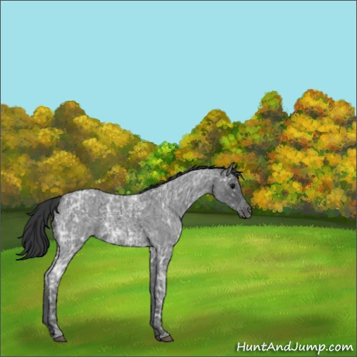 Horse Color:Blue Ice Roan  and Blue Ice Roan 