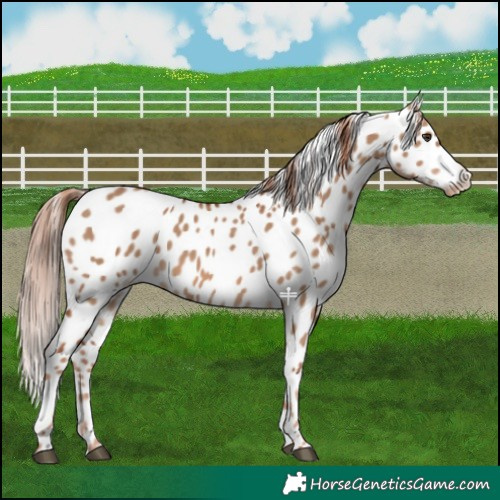 Horse Color:Red Dun Appaloosa 