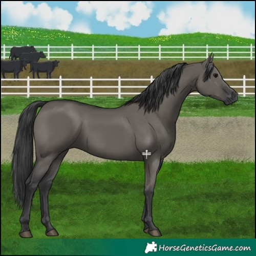 Horse Color:Grullo 