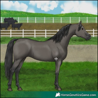 Horse Color:Grullo 