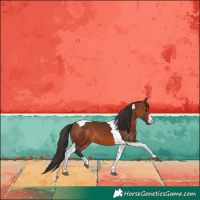 Horse Color:Bay Tobiano 