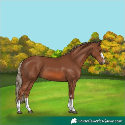Horse Color:Chestnut 