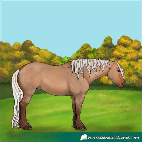 Horse Color:Silver Bay Dun 