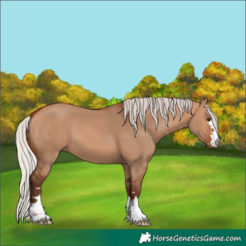 Horse Color:Silver Bay Dun 