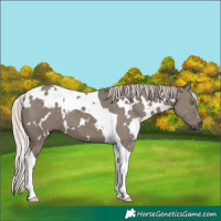 Horse Color:White Spotted Silver Grullo Tobiano Brindle 