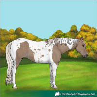 Horse Color:Silver Grullo Tobiano 