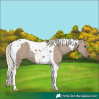 Horse Color:Silver Grullo Tobiano 