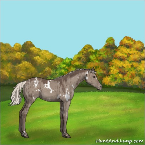 Horse Color:White Spotted Silver Grullo Appaloosa Brindle 