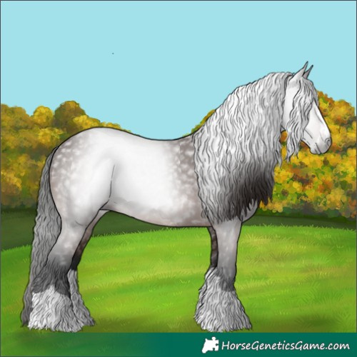 Horse Color:Gray Bay 