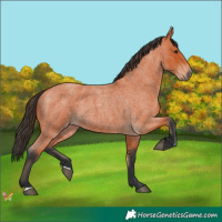 Horse Color:Bay Roan 